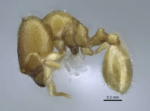 Carebara hainteny specimen CASENT0410496 image casent0410496_3