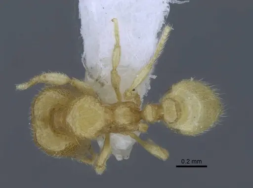 Carebara hainteny specimen CASENT0410497 image casent0410497_1