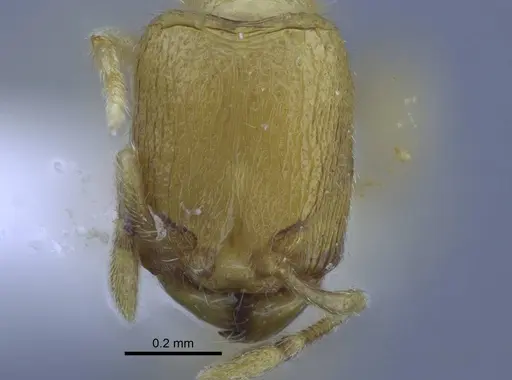 Carebara hainteny specimen CASENT0410497 image casent0410497_2