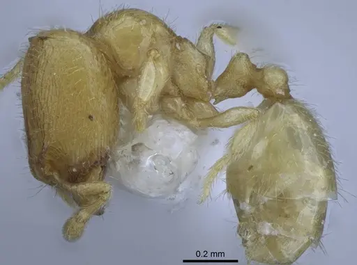 Carebara hainteny specimen CASENT0410497 image casent0410497_3