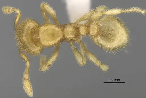 Carebara hainteny specimen CASENT0410542 image casent0410542_3