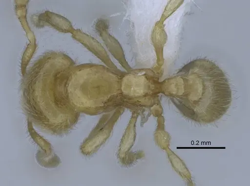 Carebara hainteny specimen CASENT0410557 image casent0410557_1
