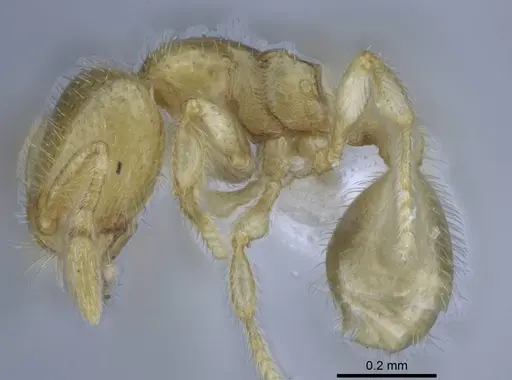 Carebara hainteny specimen CASENT0410557 image casent0410557_3
