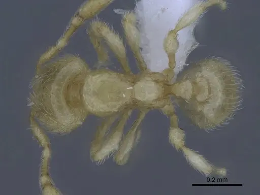 Carebara hainteny specimen CASENT0410568 image casent0410568_1
