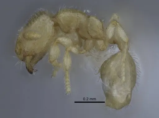 Carebara hainteny specimen CASENT0410568 image casent0410568_3