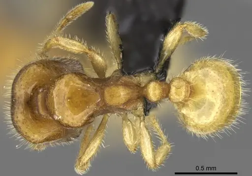 Carebara hiragasy specimen CASENT0496886 image casent0496886_1