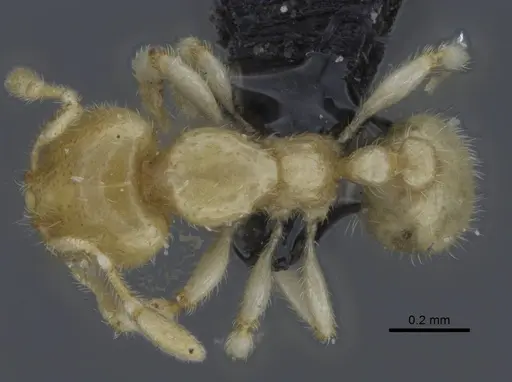 Carebara hiragasy specimen CASENT0496887 image casent0496887_1