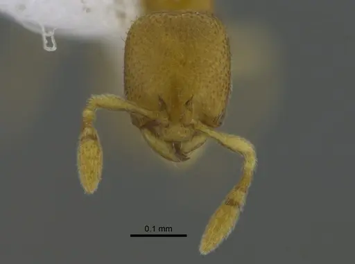 Carebara inca specimen CBUMAGENT41798 image cbumagent41798_2