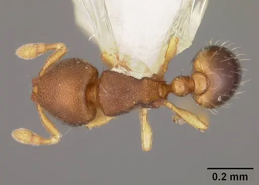 Carebara inca specimen USNMENT00418472 image usnment00418472_1