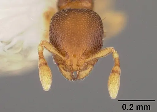 Carebara inca specimen USNMENT00418472 image usnment00418472_2