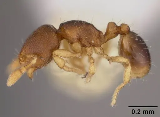 Carebara inca specimen USNMENT00418472 image usnment00418472_3