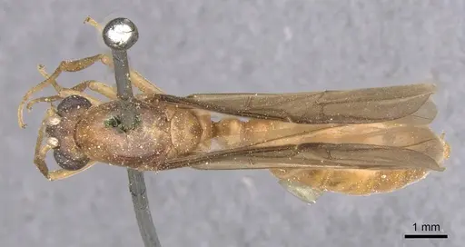 Carebara incerta specimen CASENT0913483 image casent0913483_1