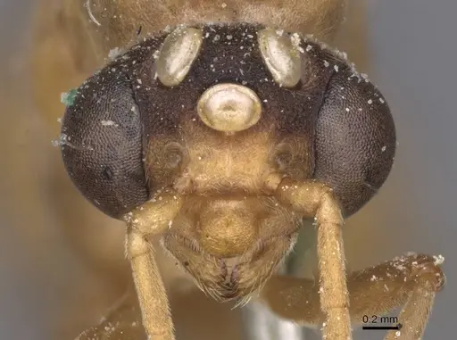 Carebara incerta specimen CASENT0913483 image casent0913483_2