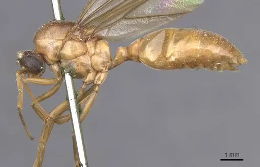 Carebara incerta specimen CASENT0913483 image casent0913483_3