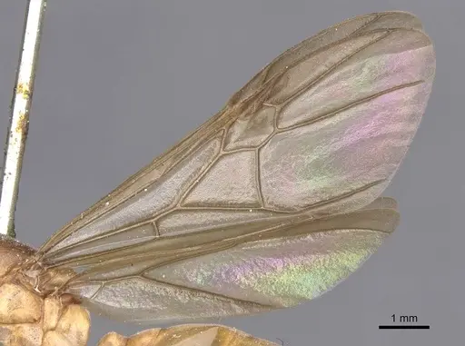 Carebara incerta specimen CASENT0913483 image casent0913483_4