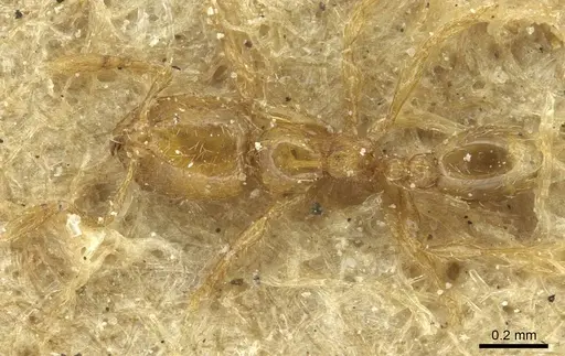 Carebara incerta specimen CASENT0913506 image casent0913506_1
