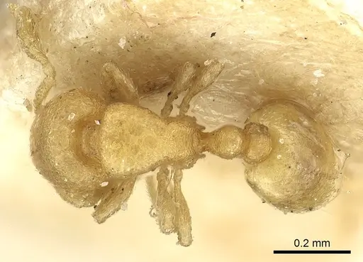 Carebara infima specimen CASENT0902369 image casent0902369_1