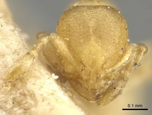 Carebara infima specimen CASENT0902369 image casent0902369_2