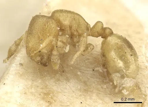 Carebara infima specimen CASENT0902369 image casent0902369_3