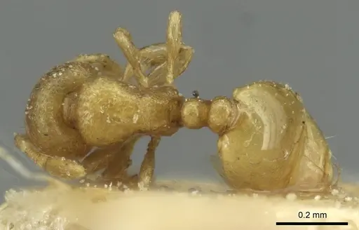Carebara infima specimen CASENT0913526 image casent0913526_1