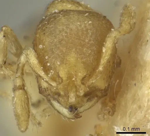 Carebara infima specimen CASENT0913526 image casent0913526_2