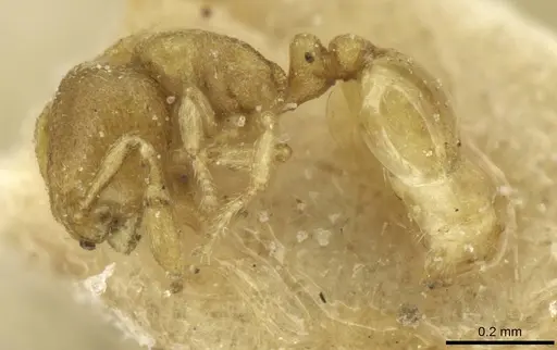 Carebara infima specimen CASENT0913526 image casent0913526_3