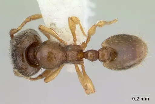 Carebara intermedia specimen CASENT0603534 image casent0603534_1