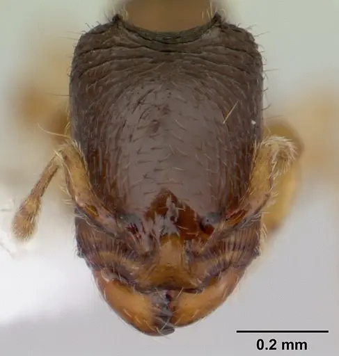 Carebara intermedia specimen CASENT0603534 image casent0603534_2