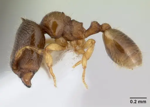 Carebara intermedia specimen CASENT0603534 image casent0603534_3