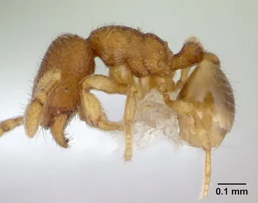 Carebara intermedia specimen CASENT0603535 image casent0603535_3