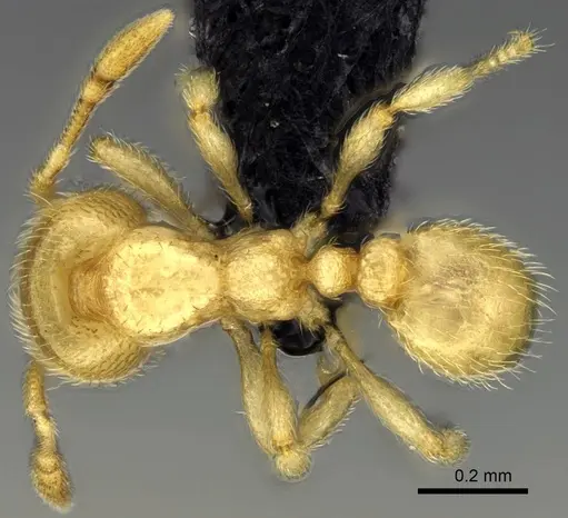Carebara jajoby specimen CASENT0037501 image casent0037501_1