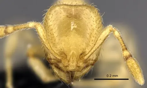 Carebara jajoby specimen CASENT0037501 image casent0037501_2