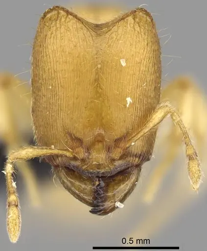Carebara jajoby specimen CASENT0037505 image casent0037505_2