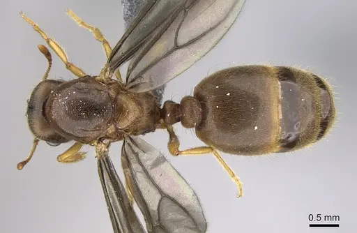 Carebara jajoby specimen CASENT0300690 image casent0300690_1