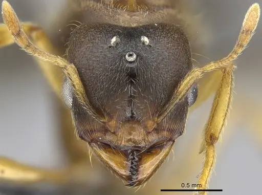 Carebara jajoby specimen CASENT0300690 image casent0300690_2