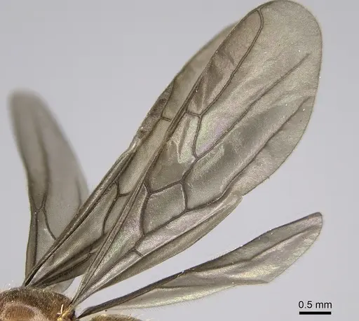 Carebara jajoby specimen CASENT0300690 image casent0300690_4
