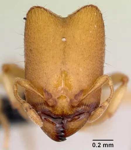 Carebara jajoby specimen CASENT0494760 image casent0494760_2
