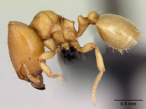 Carebara jajoby specimen CASENT0494760 image casent0494760_3