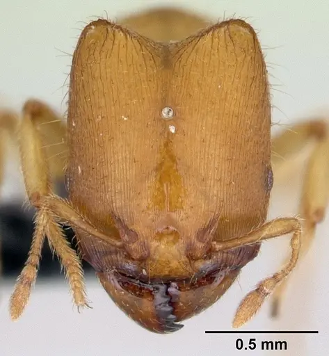 Carebara jajoby specimen CASENT0495466 image casent0495466_2