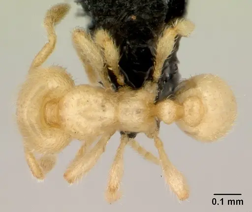 Carebara jajoby specimen CASENT0495468 image casent0495468_1