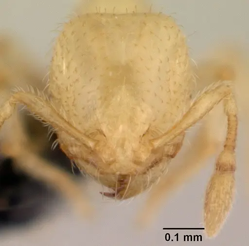Carebara jajoby specimen CASENT0495468 image casent0495468_2