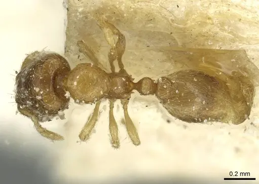 Carebara jeanneli specimen CASENT0913507 image casent0913507_1