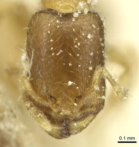 Carebara jeanneli specimen CASENT0913507 image casent0913507_2