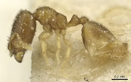 Carebara jeanneli specimen CASENT0913507 image casent0913507_3
