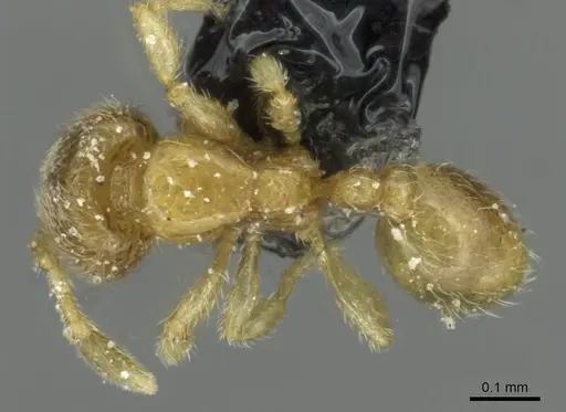Carebara jeanneli specimen CASENT0913508 image casent0913508_1