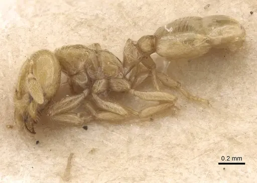 Carebara junodi specimen RMCAENT000017776 image rmcaent000017776_3