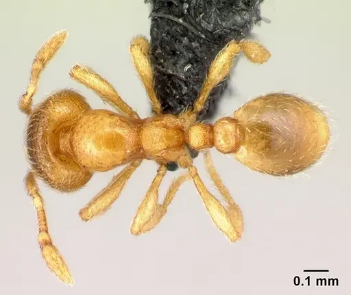 Carebara kabosy specimen CASENT0042418 image casent0042418_1