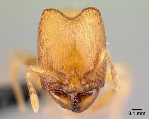 Carebara kabosy specimen CASENT0042428 image casent0042428_2