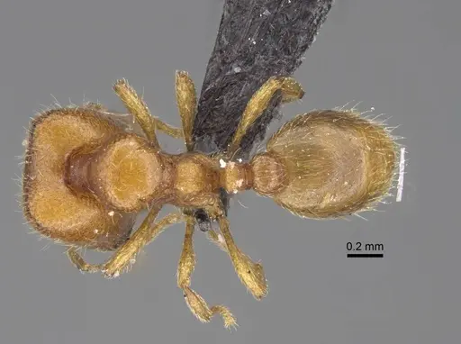 Carebara kabosy specimen CASENT0134080 image casent0134080_1