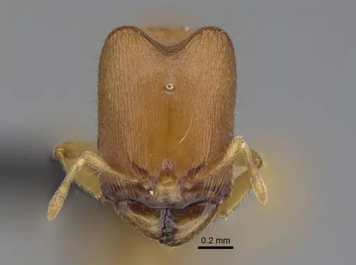 Carebara kabosy specimen CASENT0134488 image casent0134488_3